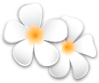 Logo: lilawadee flowers