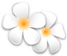 Logo: fiori di frangipane